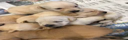 Goldador dogs for sale: Labrador X Retriever puppies   - Advert 8