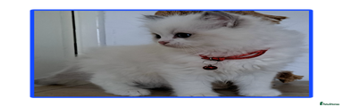Ragdoll Kitten 3