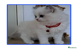 Ragdoll cats for sale: Pure Breed GCCF REG beautiful kittens - Advert 8