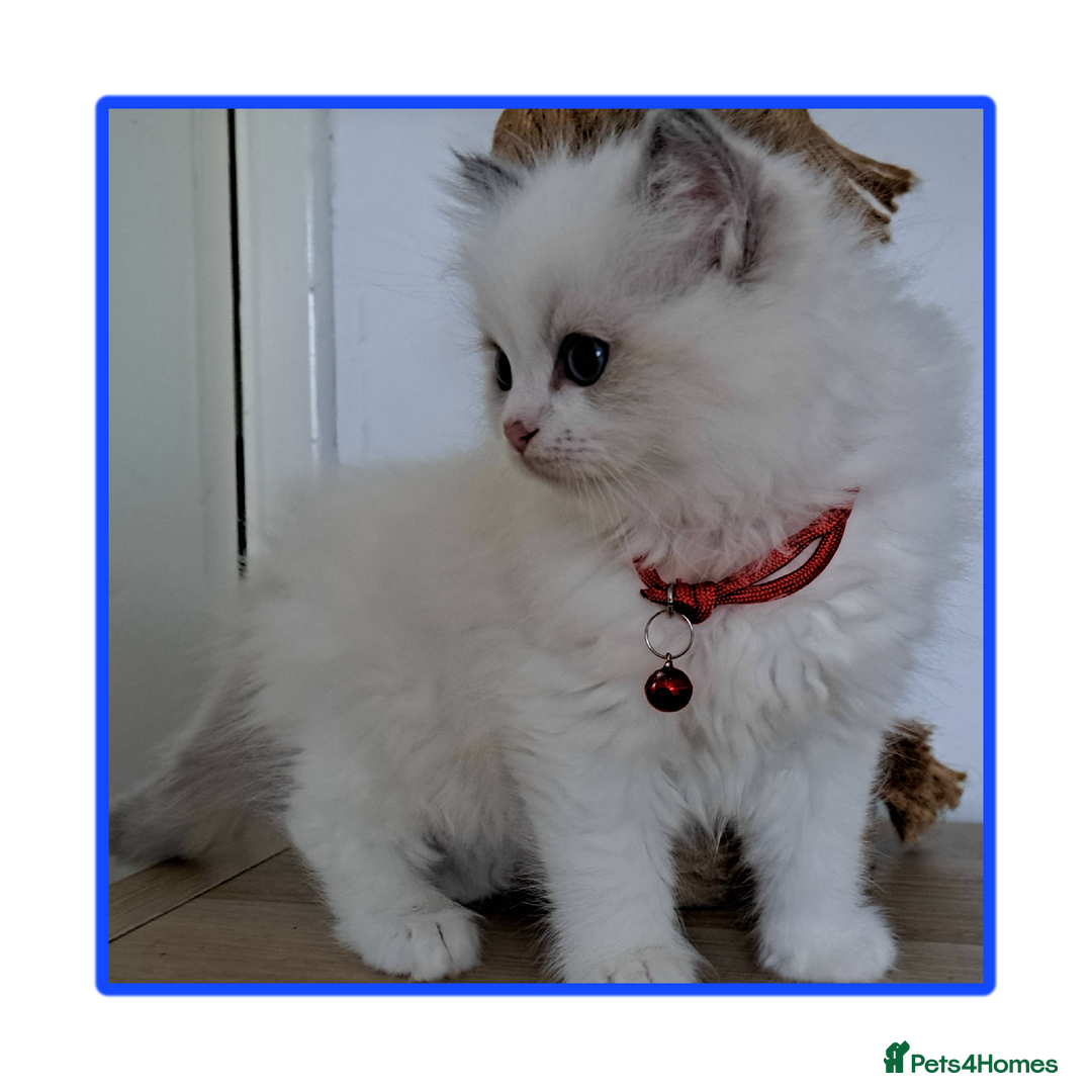 Ragdoll cats for sale: Pure Breed GCCF REG beautiful kittens - Advert 8