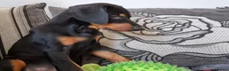 Dobermann dogs for sale: Doberman female puppy  in Birmingham - Advert 3