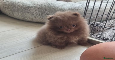Pomeranian dogs - Advert 15