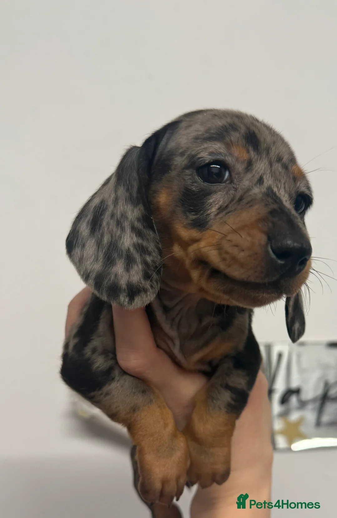 Miniature Dachshund dogs for sale: Last miniature dachshund female puppy - Advert 2