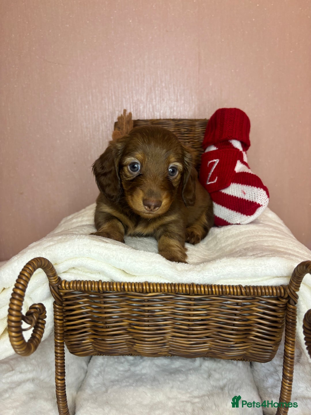 Miniature Dachshund dogs for sale: Champion Longhaired Miniature Dachshund Puppies - Advert 24