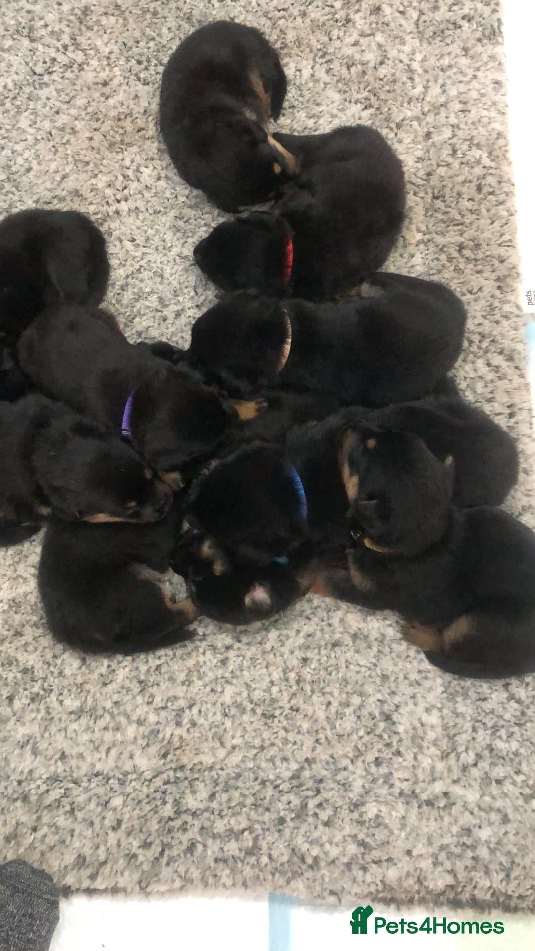 Mixed Breed dogs for sale: Rottweiler x German shepherd pupps - Advert 9