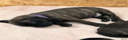Staffordshire Bull Terrier dogs for sale: Beautiful Staffordshire bull terrier pups - Advert 4