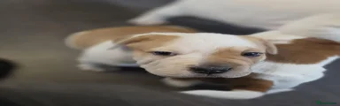 Mixed Breed 1