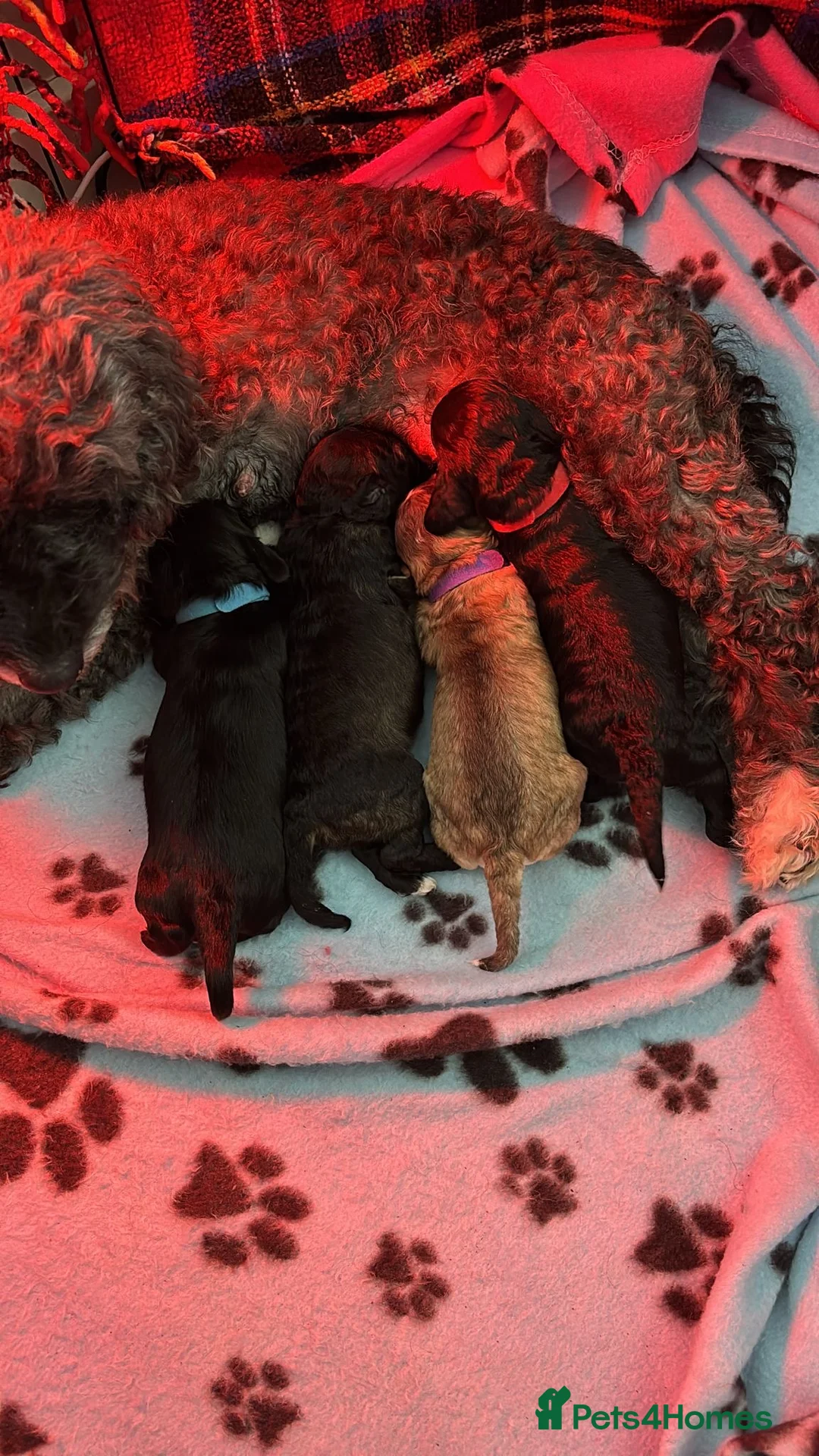 Cockapoo dogs for sale: Beautiful Cockapoo Puppies  - Advert 7