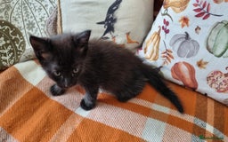 Mixed Breed cats for sale: Gorgeous Large Maine Coon Cross Kittens - Image 12