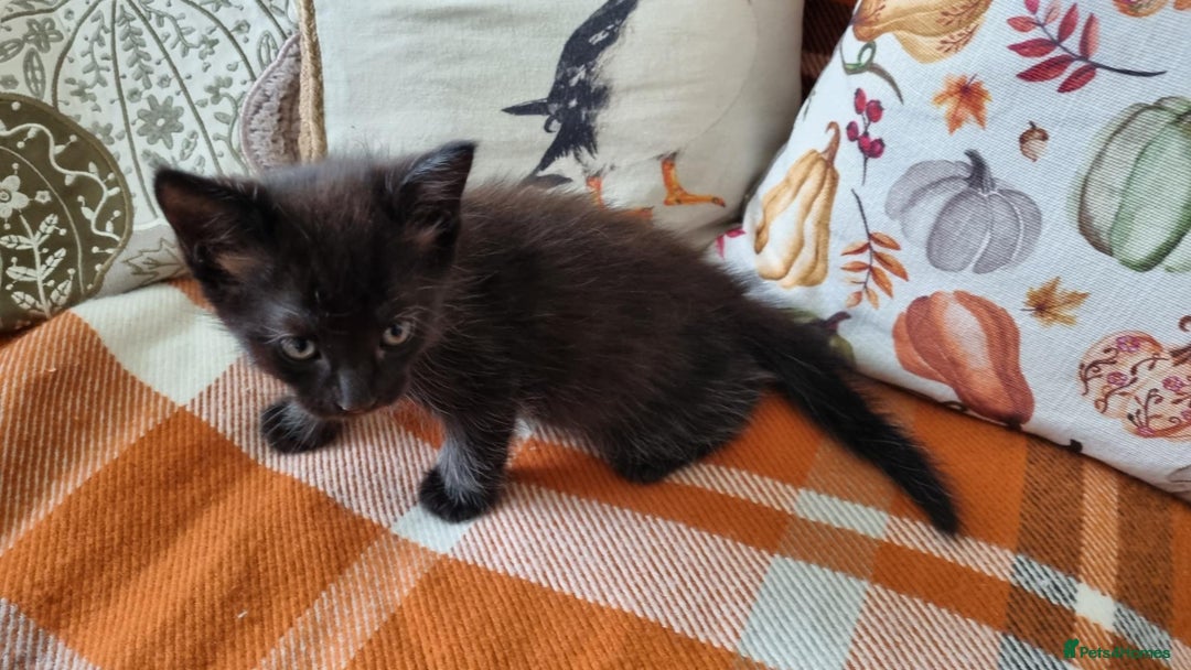 Mixed Breed cats for sale: Gorgeous Large Maine Coon Cross Kittens - Image 12