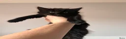 Bombay cats for sale: Beautiful black kittens looking for loving home - Advert 6
