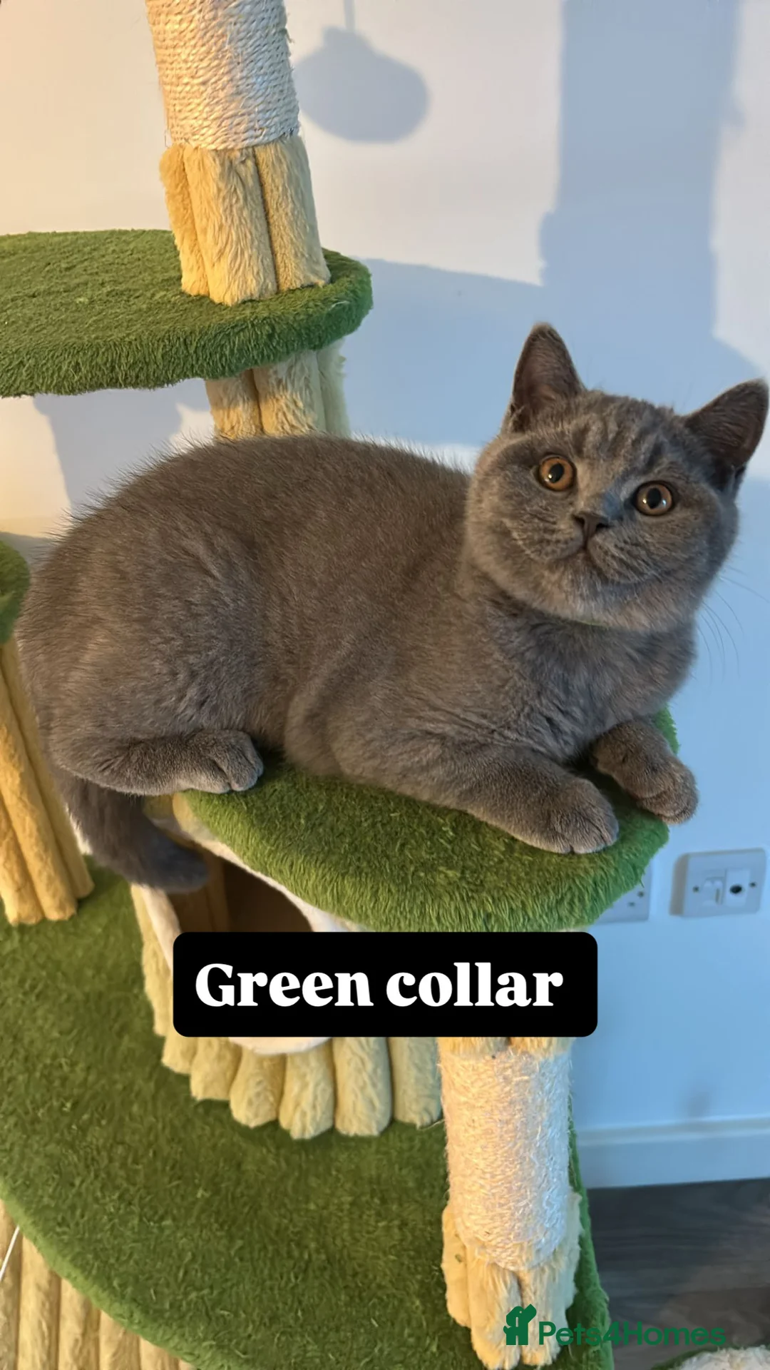 British Shorthair cats for sale: 🧸2 Remaining Chunky British Shorthair Kittens🧸 - Advert 8