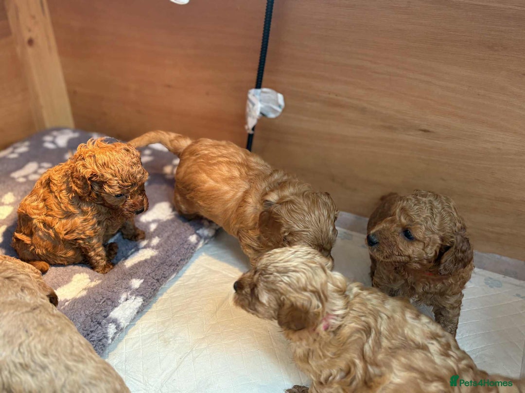 Cockapoo dogs for sale: F1B Red Cockapoo Pups - Image 8
