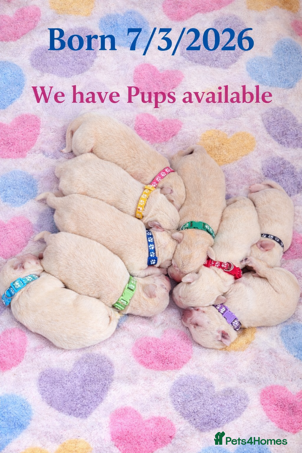 Labrador Retriever dogs White/Cream Labrador Retriever Puppies available  - Advert 1
