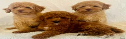 Toy Poodle dogs for sale: Toy poodle puppies  in Wakefield - Advert 16