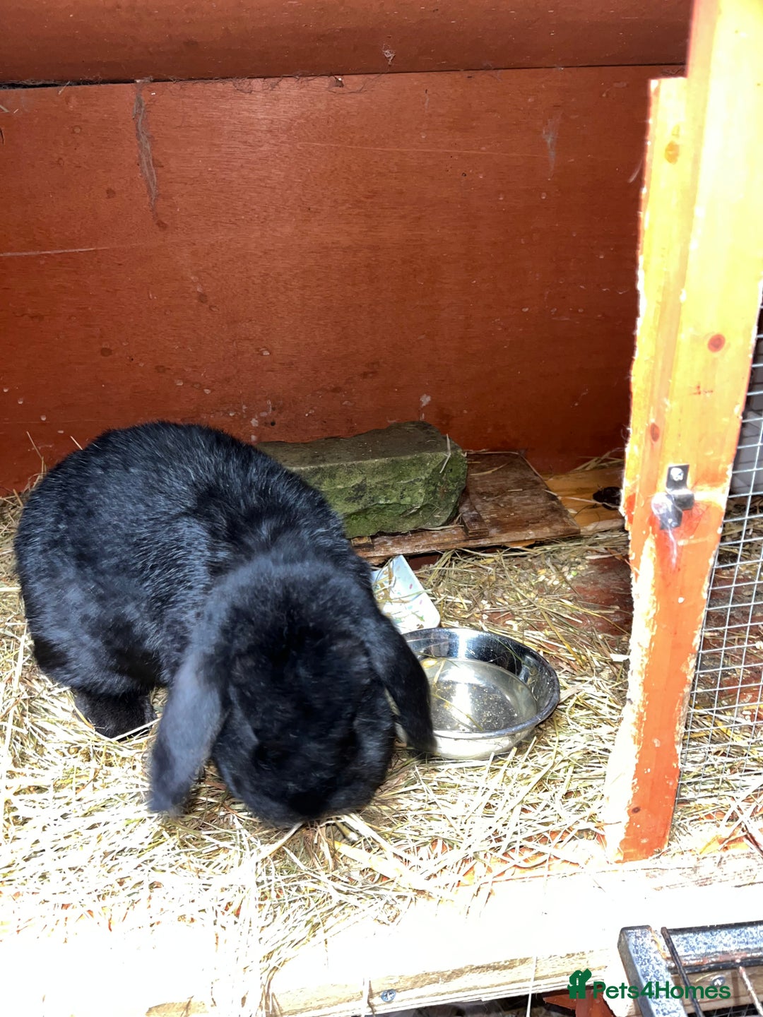 Mini Lop rabbits for sale: Autumn babies - Advert 5