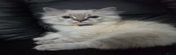 Persian cats for sale: Persain chinchilla blue eyes colourpoint kittens   - Advert 14