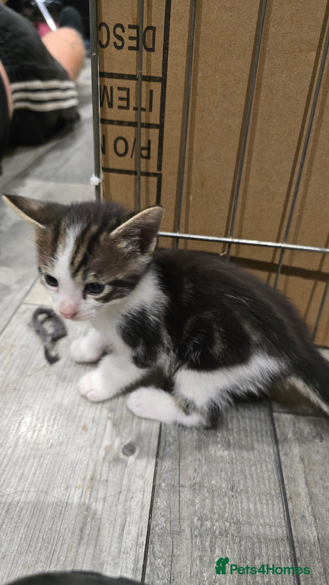 Bengal cats for sale: Bengal x tabby kittens - Image 10