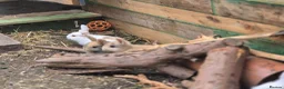 Mixed Breed rabbits for sale: 3 male Lionxlop buns very playful, well handled - Advert 6
