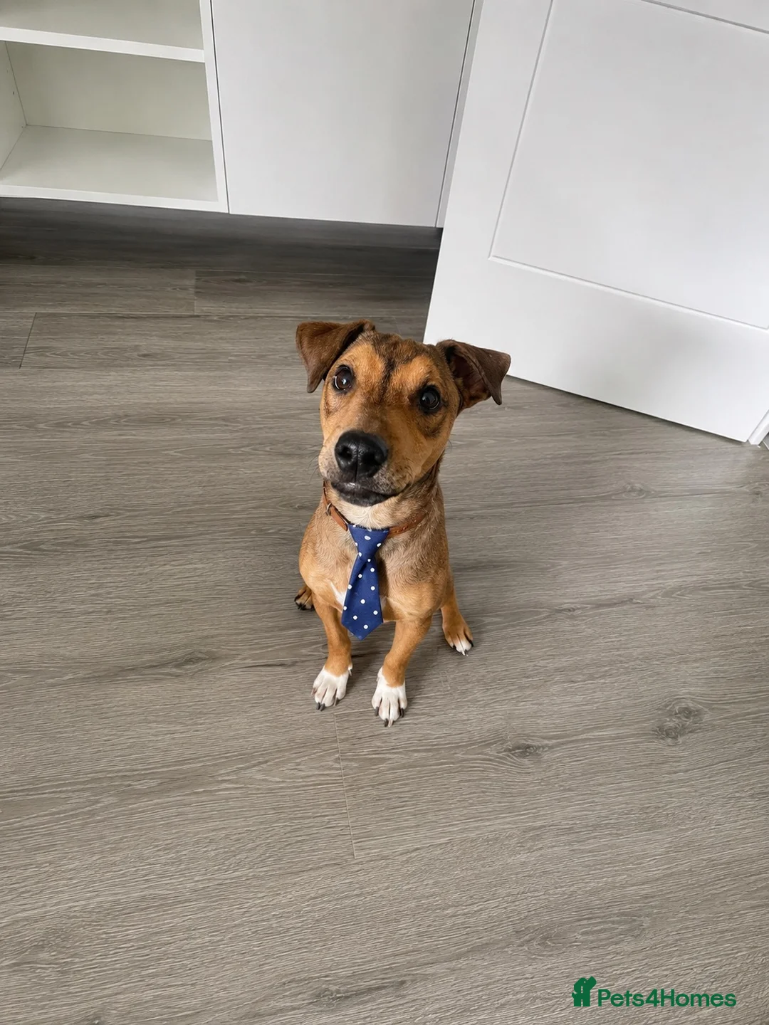 Mixed Breed dogs for sale: Plummer Terrier Puppy  - Advert 1