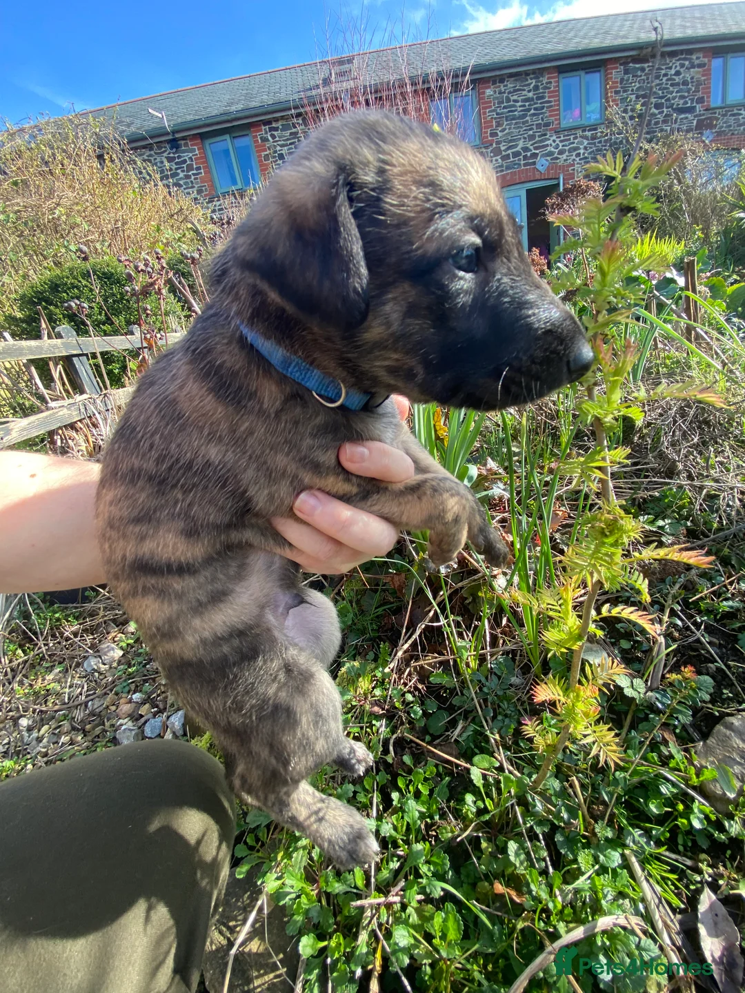 Lurcher dogs for sale: 6 Stunning Lurcher Pups Available 23rd March - Advert 8