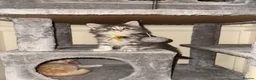 Maine Coon cats for sale: Pure mainecoon kittens DNA health tested parents.  - Advert 36