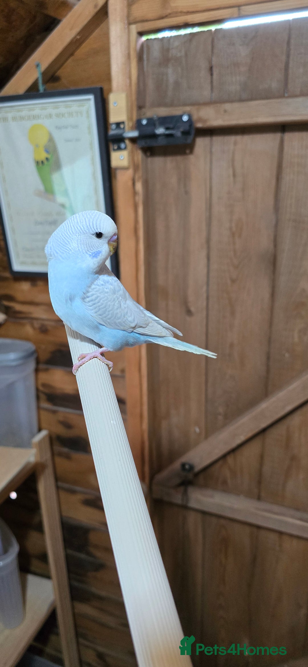 Budgerigars birds for sale: Gorgeous baby budgies - Image 8