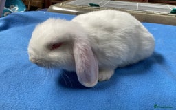 Mini Lop rabbits for sale: MINI LOPS FOR SALE - Image 3