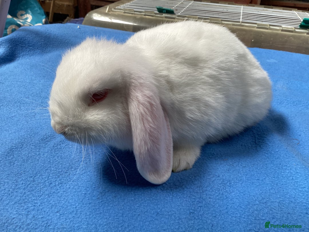 Mini Lop rabbits for sale: MINI LOPS FOR SALE - Image 3