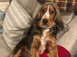 Cocker Spaniel dogs 2 year old male Cocker spaniel - Advert 1