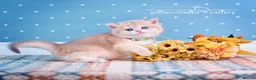 British Shorthair cats for sale: British Shorthairs - Raised with Love and Care ❤️ - Advert 2