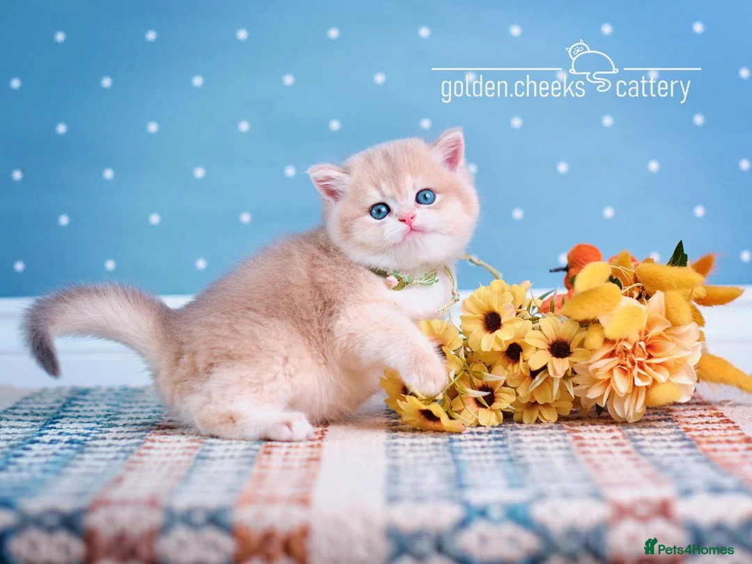 British Shorthair cats for sale: British Shorthairs - Raised with Love and Care ❤️ - Advert 2