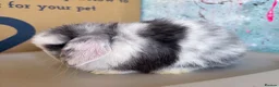 Mini Lop rabbits for sale: Beautiful Black Magpie VM Buck Available - Advert 3