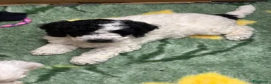 Cockapoo 3