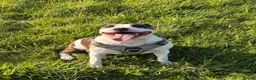 Mixed Breed dogs for sale: staffy cross.  in Newcastle - Advert 1