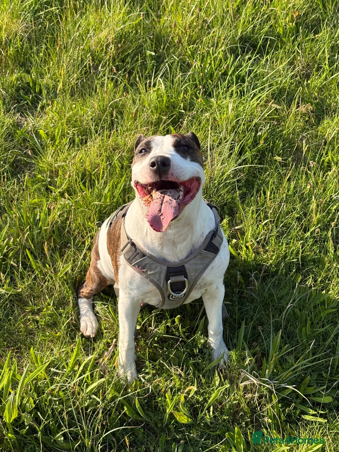 Mixed Breed dogs for sale: staffy cross.  in Newcastle - Advert 1