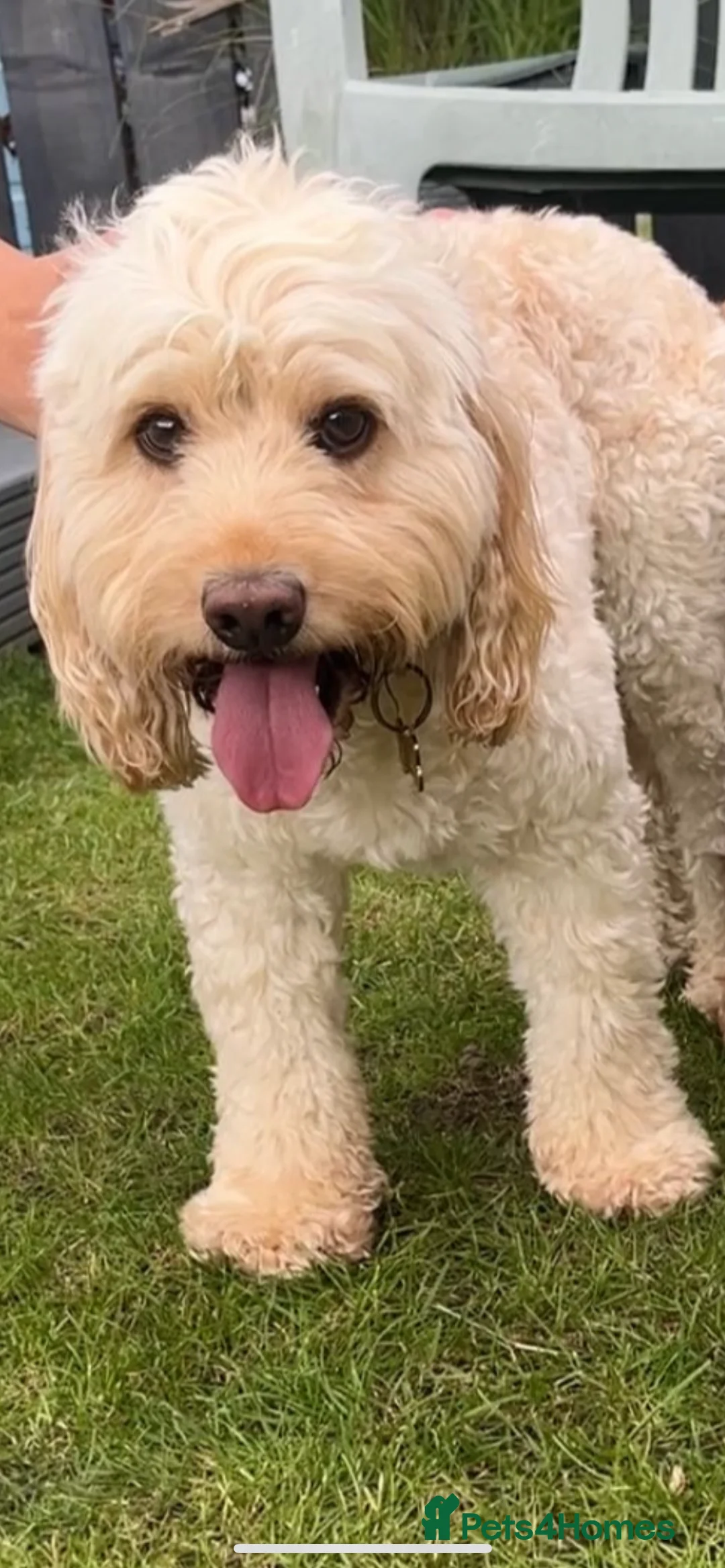 Cockapoo dogs for stud: Beautiful apricot cockapoo for stud in Hartlepool - Advert 4