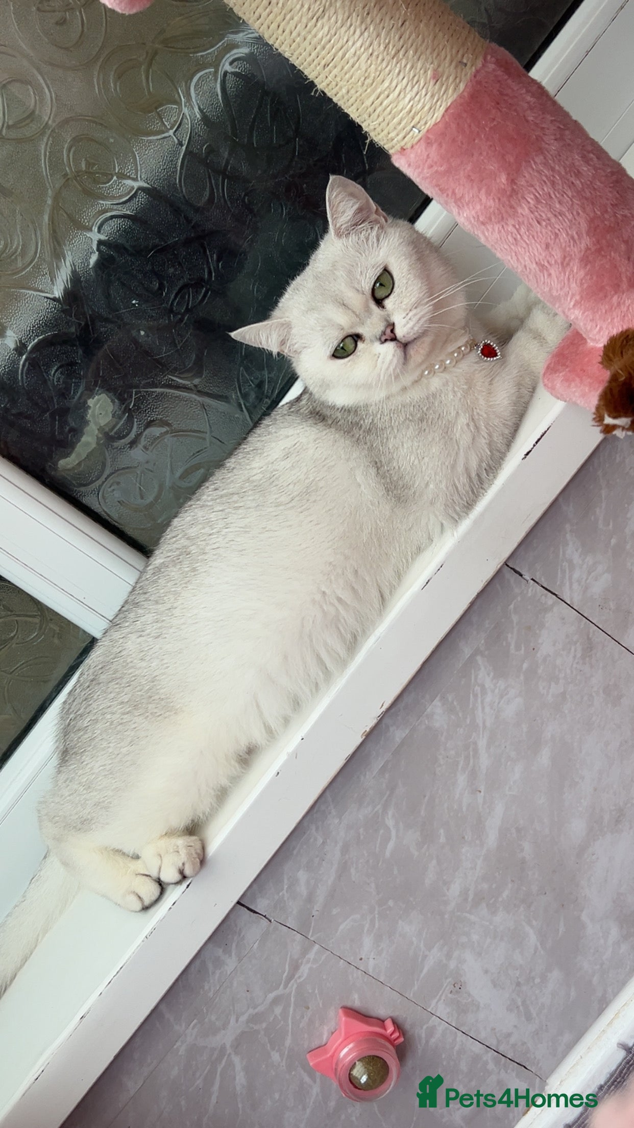 British Shorthair cats British shorthair kittens  - Advert 10