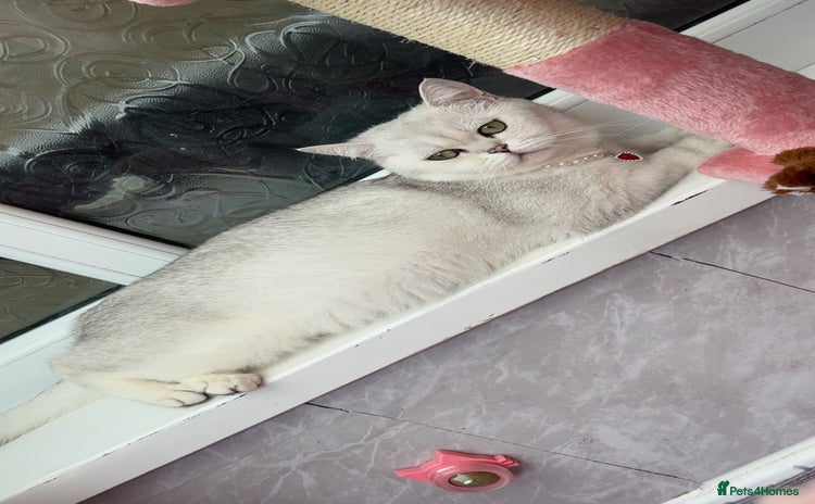 British Shorthair cats - Advert 3