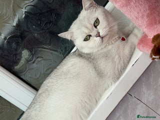 British Shorthair cats British shorthair kittens - Advert 5