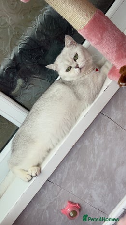 British Shorthair cats - Advert 3