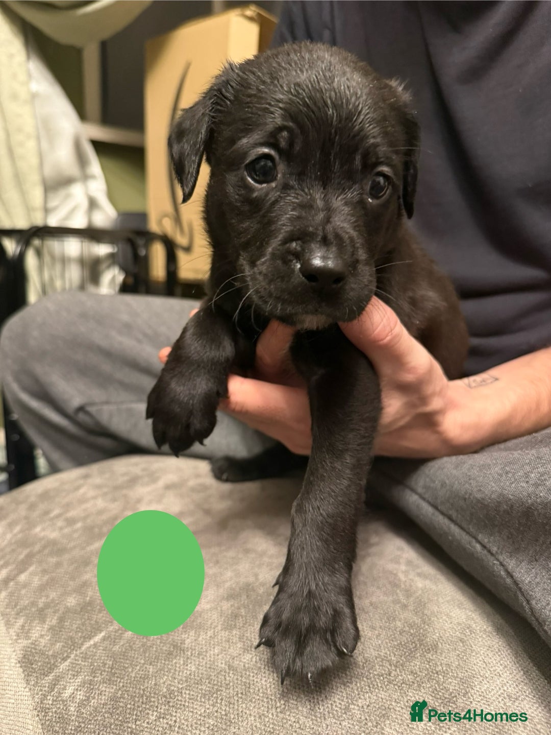 Mixed Breed dogs for sale: Mastador pups - Image 1
