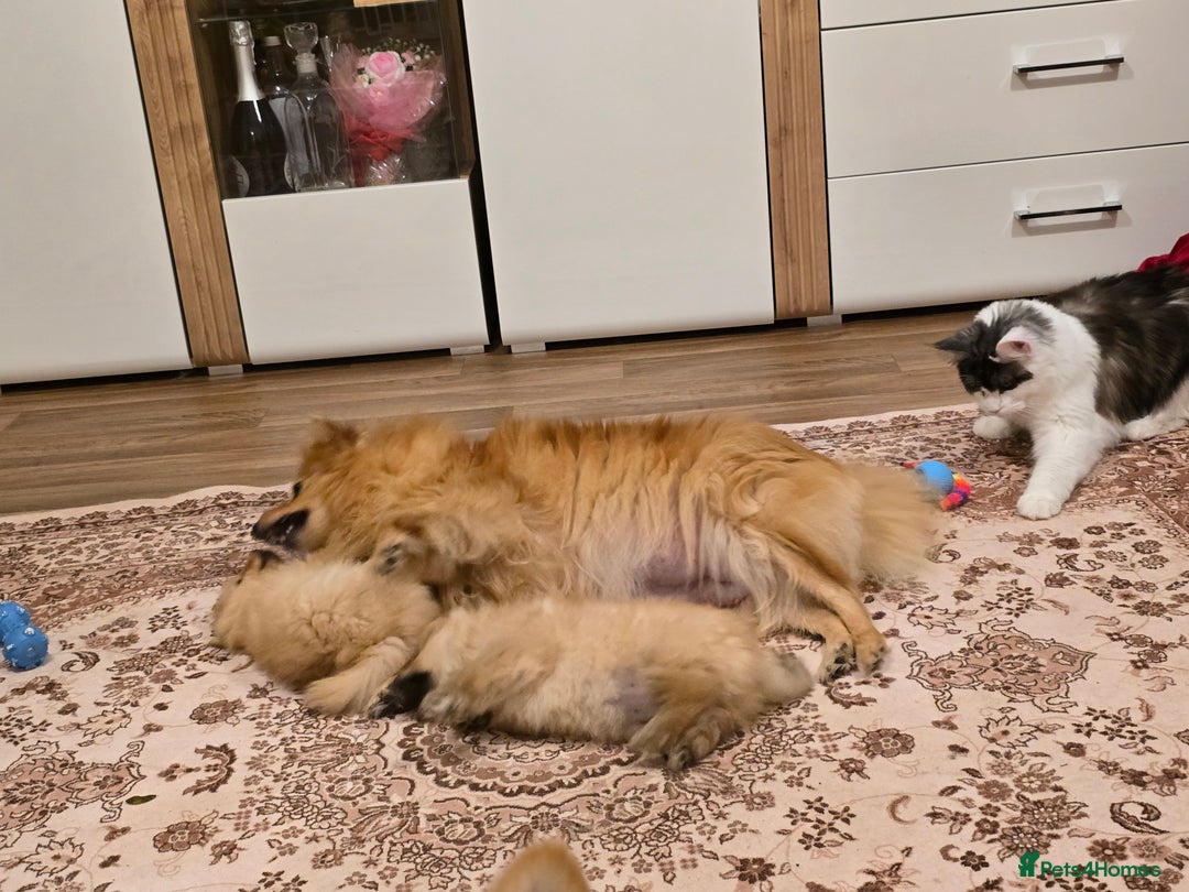Pomeranian dogs for sale: 2 sweet little girl puppies - Advert 8
