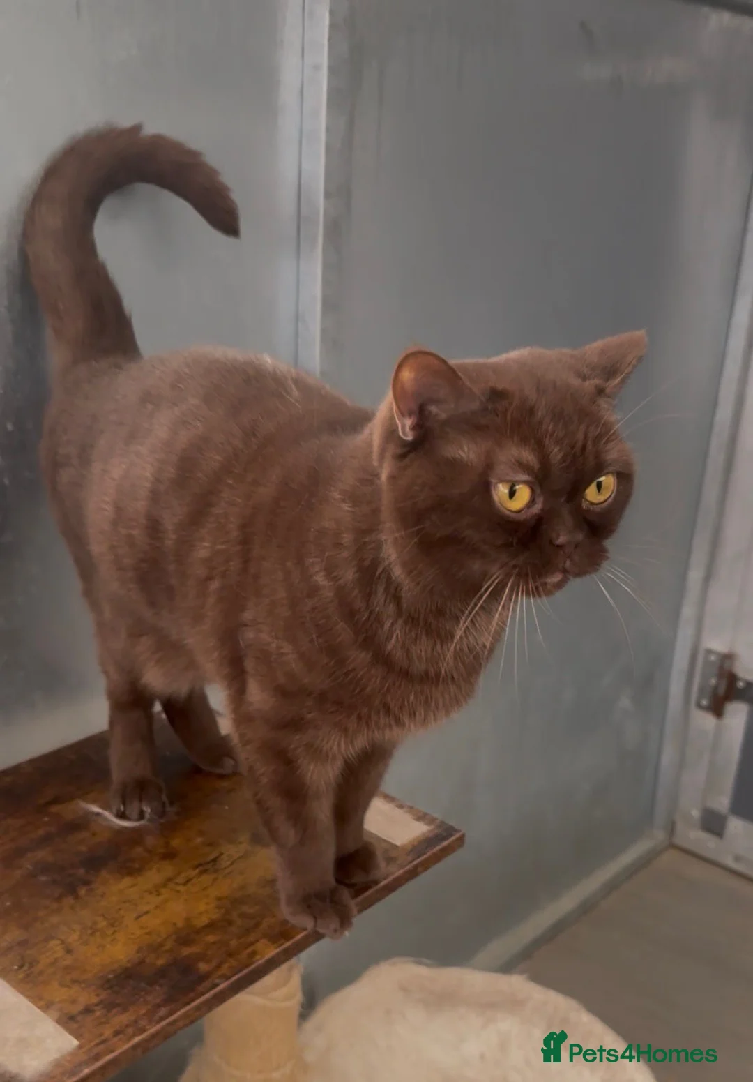 British Shorthair cats for sale: Chocolade british female looking new home - Advert 2