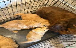 Cockapoo dogs for sale: Gorgeous Cockerpoo puppies - Image 10