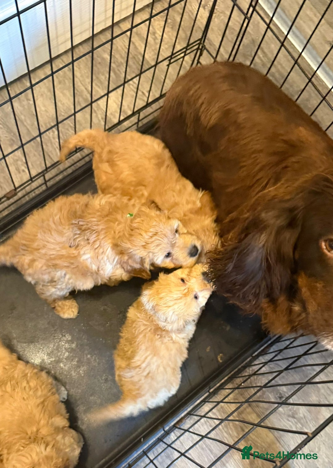 Cockapoo dogs for sale: Gorgeous Cockerpoo puppies - Image 10