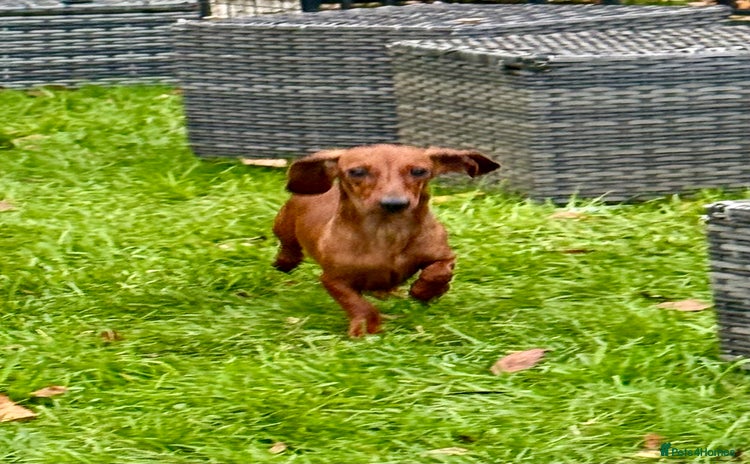 Miniature Dachshund dogs Britney - miniature Dachshund - Advert 11