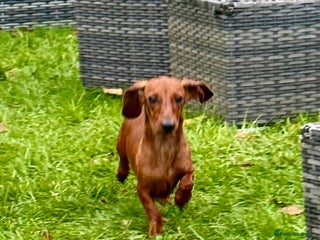 Miniature Dachshund dogs Britney - miniature Dachshund - Advert 3