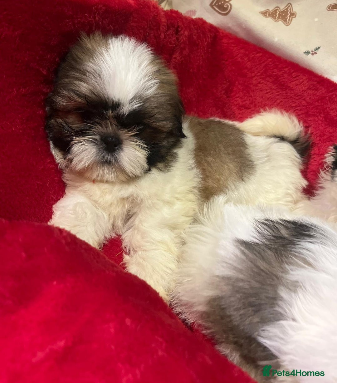 Shih Tzu dogs for sale: Shih Tzu puppy's  - Advert 12