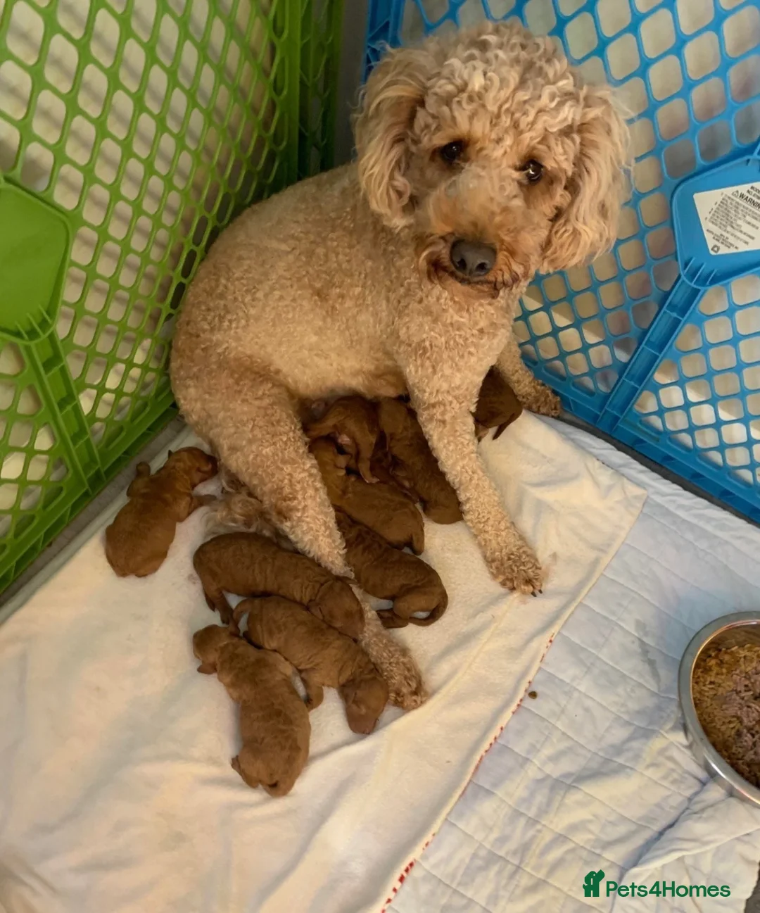 Goldendoodle dogs for sale: beautiful single GoldenDoodle  - Advert 1